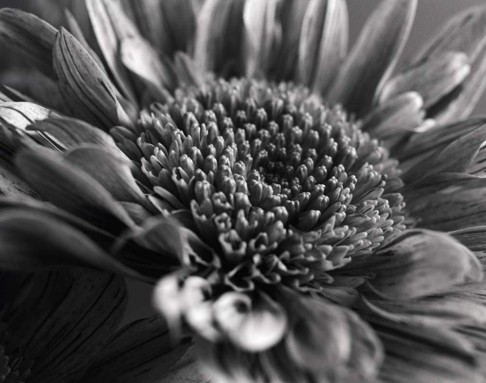 Macro Daisy