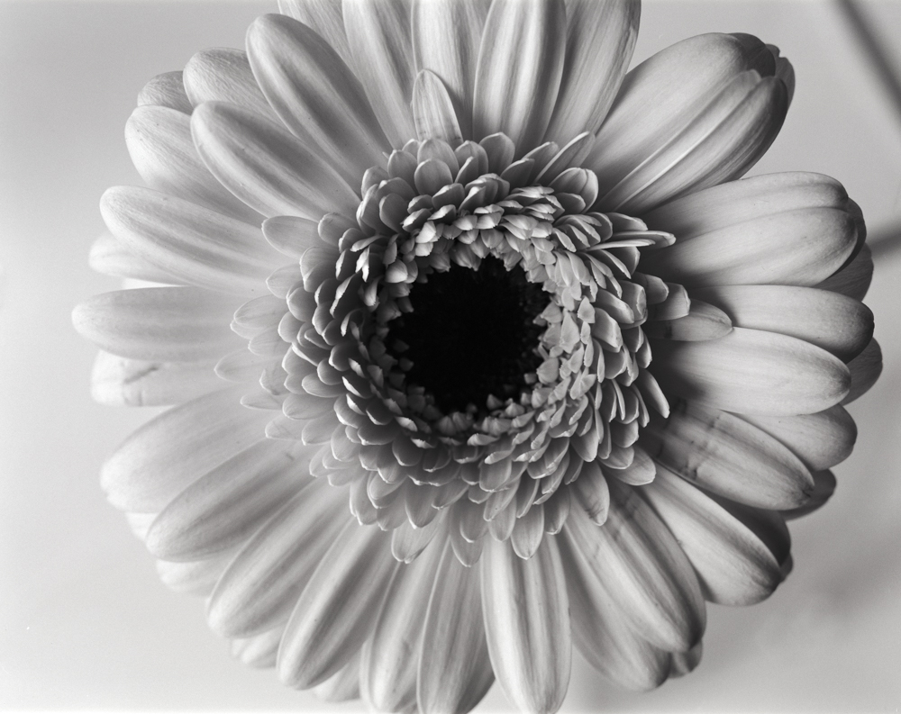 Close Gerbera Daisy
