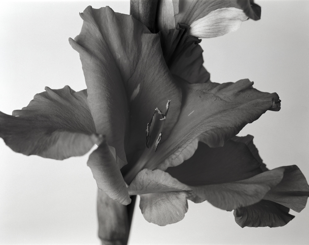 Close Gladiolus