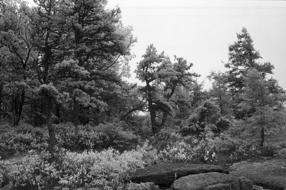Infrared Pitch Pines